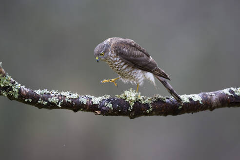 Eurasian sparrowhawk (Accipiter nisus) perching on branch - MJOF01979