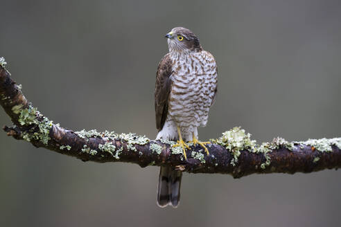 Eurasian sparrowhawk (Accipiter nisus) perching on branch - MJOF01980