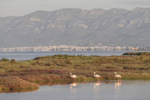 Spanien, Katalonien, Drei Flamingos spazieren am grasbewachsenen Ufer des Ebro im Park Llacuna de la Tancada - KEBF02671
