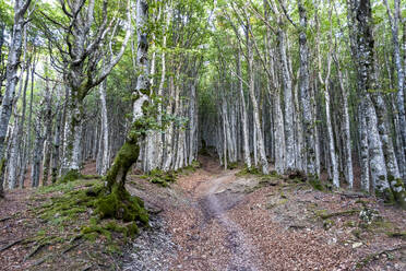 Italien, Toskana, Camaldoli, Waldbäume im Parco Nazionale delle Foreste Casentinesi - MAMF02710