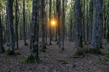 Italien, Toskana, Camaldoli, Waldbäume im Parco Nazionale delle Foreste Casentinesi bei Sonnenuntergang - MAMF02712