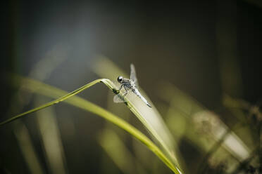 Dragonfly on blade of grass - MJRF00954