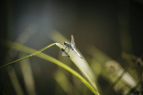 Libelle auf Grashalm - MJRF00954