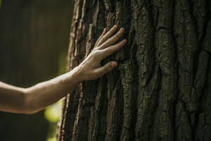 Die Hand einer Frau berührt die Rinde eines Baumes - MJRF00980