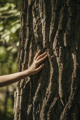 Four hands touching a tree trunk stock photo