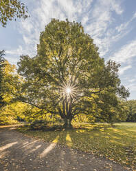 Deutschland, Hamburg, Sonne, die durch die Äste eines alten Platanenbaums (Acer pseudoplatanus) im Hirschpark scheint - KEBF02678