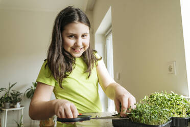 Happy girl cutting microgreens with scissors at home - OSF01486