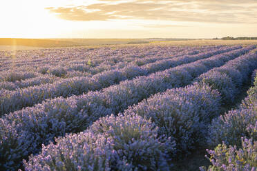 Lavender field under sky at sunset - AAZF00244