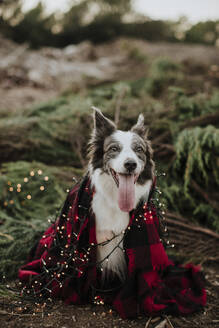 Border collie dog wrapped in blanket and Christmas lights in field - GMLF01359
