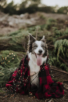 Border-Collie-Hund, eingewickelt in Decke und Weihnachtsbeleuchtung auf einem Feld - GMLF01359