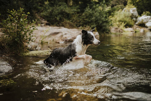 Border Collie Hund springt in Fluss - GMLF01360