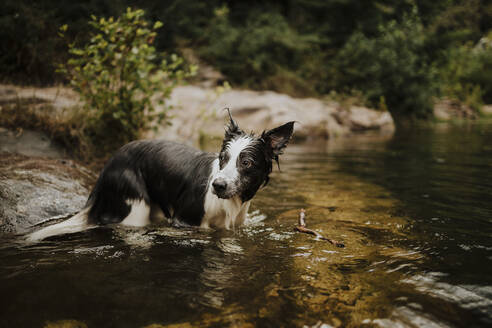 Nasser Border Collie Hund im Wasser stehend - GMLF01361