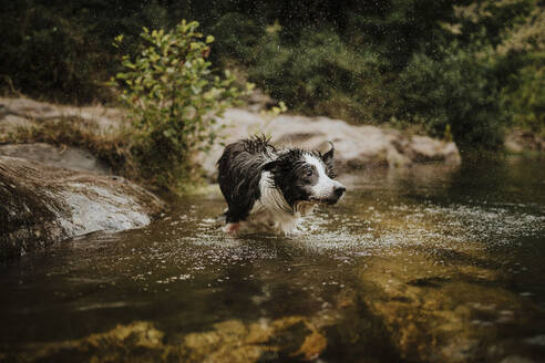 Nasser Hund schüttelt Wasser im Fluss ab - GMLF01362