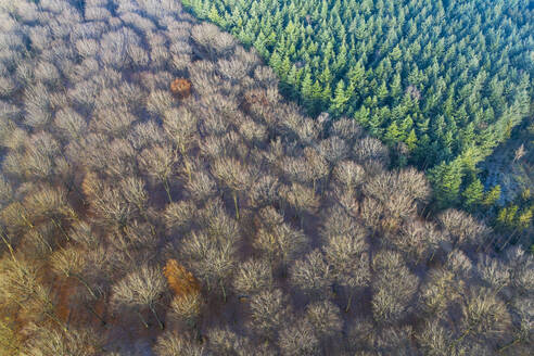 Luftaufnahme von Wald mit Laubbäumen und Wald mit Nadelbäumen im Herbst, Amerongse Berg, Nationalpark Utrechtse Heuvelrug, Utrecht, Niederlande. - AAEF17736