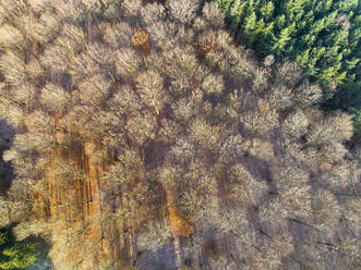 Luftaufnahme von Wald mit Laubbäumen und Wald mit Nadelbäumen im Herbst, Amerongse Berg, Nationalpark Utrechtse Heuvelrug, Utrecht, Niederlande. - AAEF17737