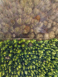 Luftaufnahme von Wald mit Laubbäumen und Wald mit Nadelbäumen im Herbst, Amerongse Berg, Nationalpark Utrechtse Heuvelrug, Utrecht, Niederlande. - AAEF17738