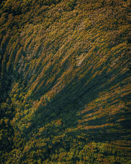 Aerial view of trees in a forest at Byron Bay, New South Wales, Australia. - AAEF17761