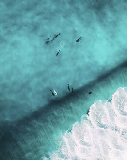 Luftaufnahme von Delfinen, die an der Küste entlang über die Wellen schwimmen. - AAEF17798