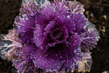 Beautiful decorative cabbage leaves covered with dew after rain in the garden - ADSF43554