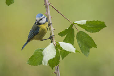 Leuchtend blauer Cyanistes caeruleus Vogel mit gelbem Gefieder auf einem Zweig mit grünen Blättern in der Natur sitzend - ADSF43603