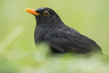 Aufmerksamer schwarzer Turdus merula Vogel mit orangefarbenem Schnabel im Gras sitzend in der Natur - ADSF43604