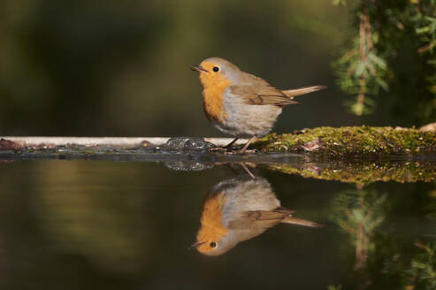 Adorable kleine Rotkehlchen Vogel mit orangefarbenen Kopf sitzt auf Stein in der Nähe von Wasser in der Natur - ADSF43615