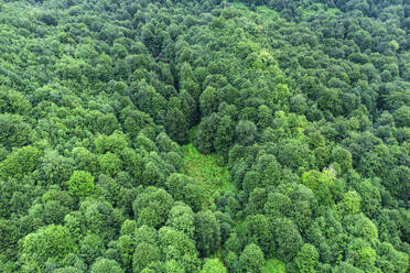 Drone Luftaufnahme von oben üppigen grünen Bäumen wachsen im Wald in Berg auf dem Lande - ADSF43682