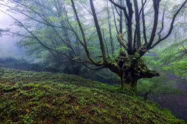 Picturesque scenery of green tree growing on grassy hill against misty sunset sky in forest - ADSF43683