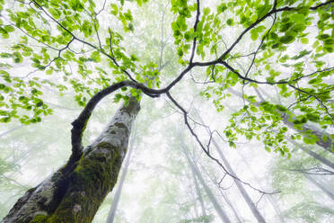 Von unten von einem hohen alten Baum mit Moos bewachsen im Wald an einem nebligen Tag - ADSF43684