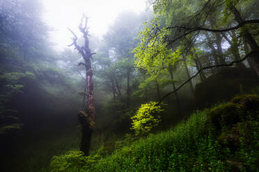 Malerischer Blick auf einen nebligen, grünen Wald mit hohen, üppigen Bäumen am frühen nebligen Morgen - ADSF43685