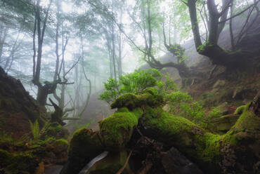 Amazing scenery of lush green forest with fallen tree covered by moss in nature on foggy day - ADSF43687