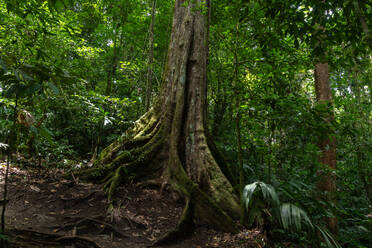 Malerische Ansicht eines hohen Baumstamms inmitten grüner Pflanzen im Dschungel von Costa Rica - ADSF43730