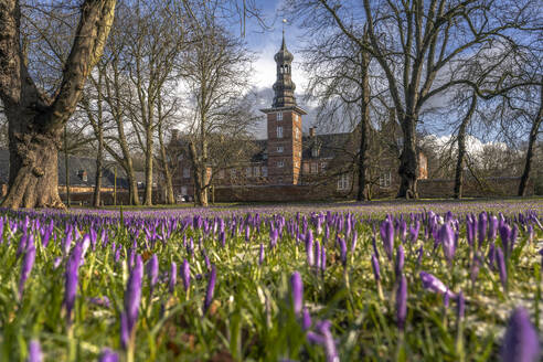 Deutschland, Nordfriesland, Husum, Krokusblüte vor dem Schloss vor Husum - KEBF02692