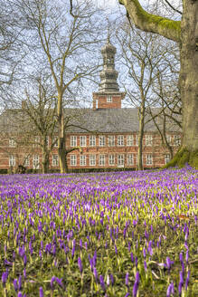 Deutschland, Nordfriesland, Husum, Krokusblüte vor dem Schloss vor Husum - KEBF02694