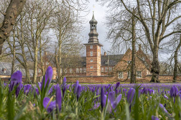 Deutschland, Nordfriesland, Husum, Krokusblüte vor dem Schloss vor Husum - KEBF02695