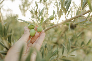 Die Hand einer Frau berührt eine Olivenfrucht - VIVF00476