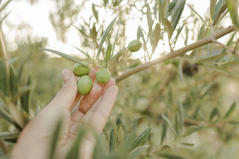 Hand of woman touching olives fruit - VIVF00476