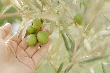 Die Hand einer jungen Frau berührt eine Olivenfrucht - VIVF00477