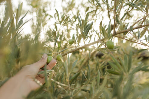 Woman holding green olive fruits - VIVF00478