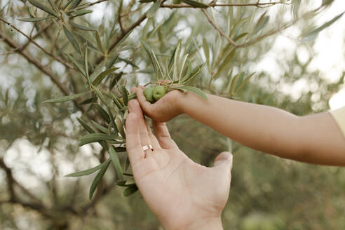 Hand of daughter and father touching olives - VIVF00480