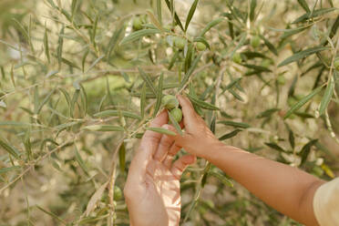Vater und Tochter berühren mit der Hand die Oliven am Baum - VIVF00489