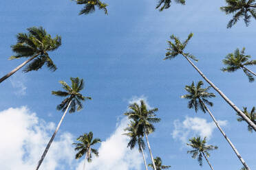 Tall tropical palm trees under blue sky - PNAF05177