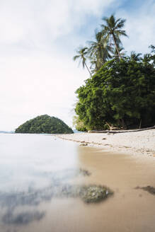 Scenic view of beach by trees - PNAF05189