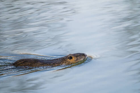 Nutria (Myocastor coypus) schwimmt im Wasser - MHF00716