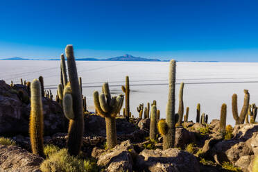 Kakteen in den Uyuni-Salzwiesen, Bolivien, Südamerika - RHPLF23681