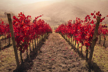 Rote Weinbergslinien an einem dunstigen Tag, Emilia Romagna, Italien, Europa - RHPLF23687