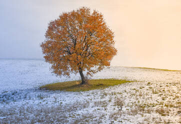 Eine Eiche mit orangefarbenen Blättern inmitten eines schneebedeckten Feldes, Italien, Europa - RHPLF23690