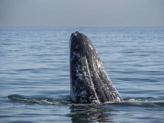 Ausgewachsener Grauwal (Eschrichtius robustus), Spähtrupp in der Magdalena-Bucht auf der Baja-Halbinsel, Baja California Sur, Mexiko, Nordamerika - RHPLF23745