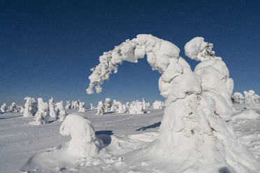 Frozen spruce trees covered with snow in the cold Arctic night, Riisitunturi National Park, Posio, Lapland, Finland, Europe - RHPLF23759