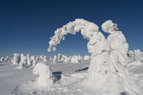 Gefrorene, schneebedeckte Fichten in der kalten arktischen Nacht, Riisitunturi-Nationalpark, Posio, Lappland, Finnland, Europa - RHPLF23759